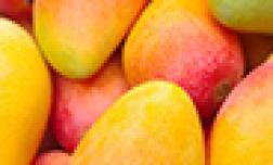 Chaunsa Mango