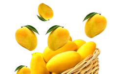 Sindhri mango