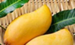 Black Chaunsa Mango